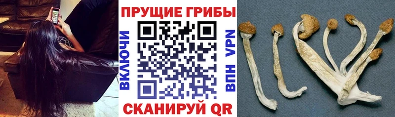 blacksprut   Кировград  Галлюциногенные грибы прущие грибы 